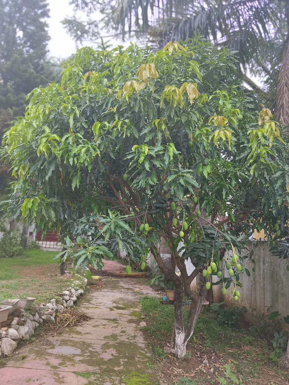 Mangoes