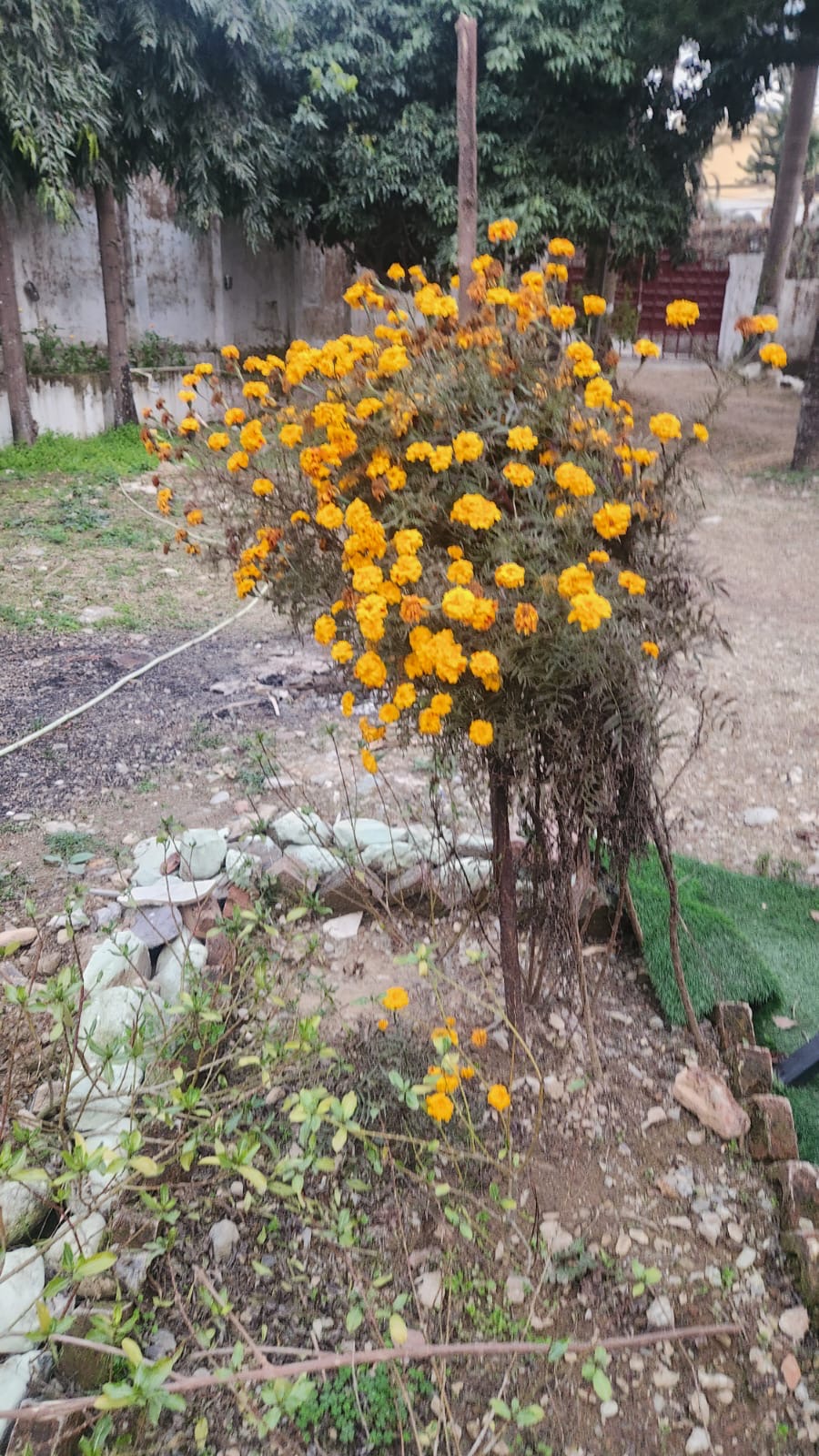 Flowers