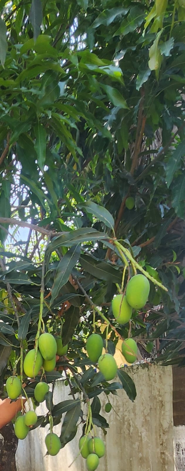 Mangoes