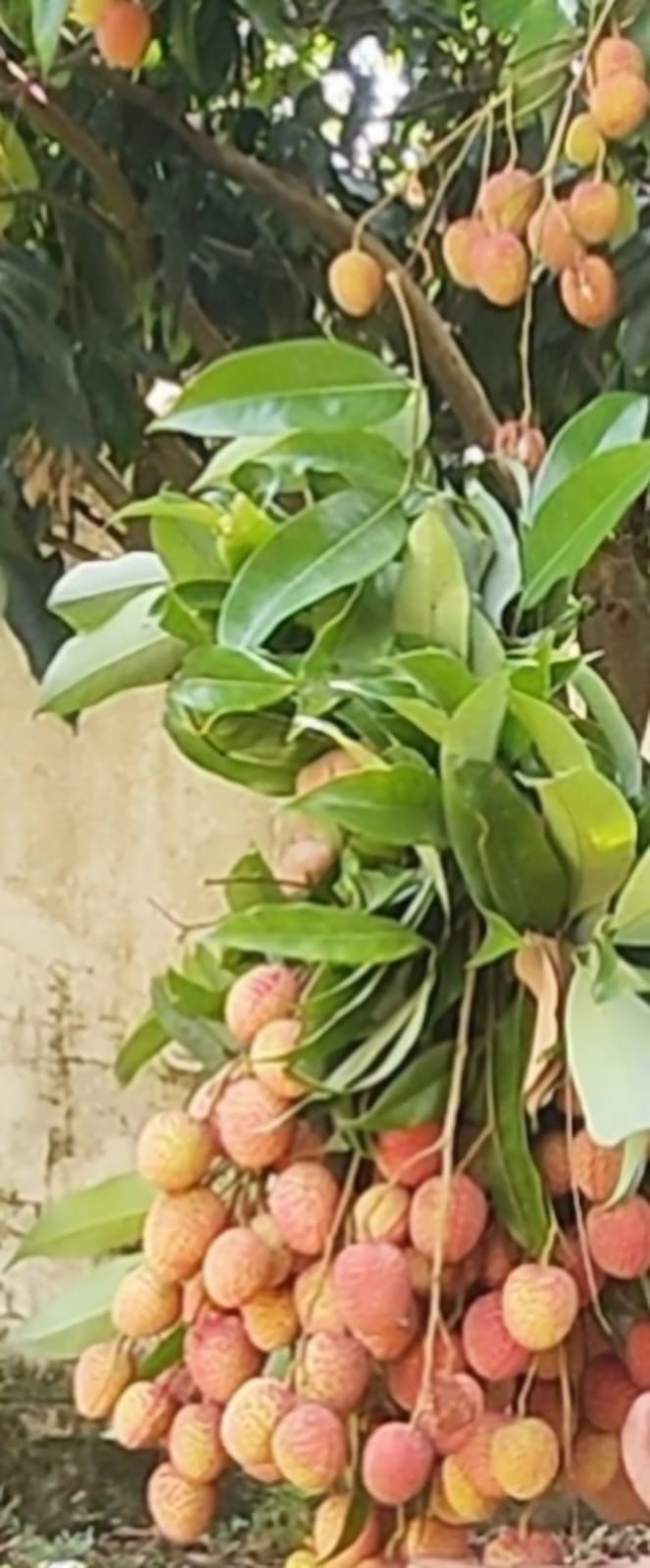 Lychees