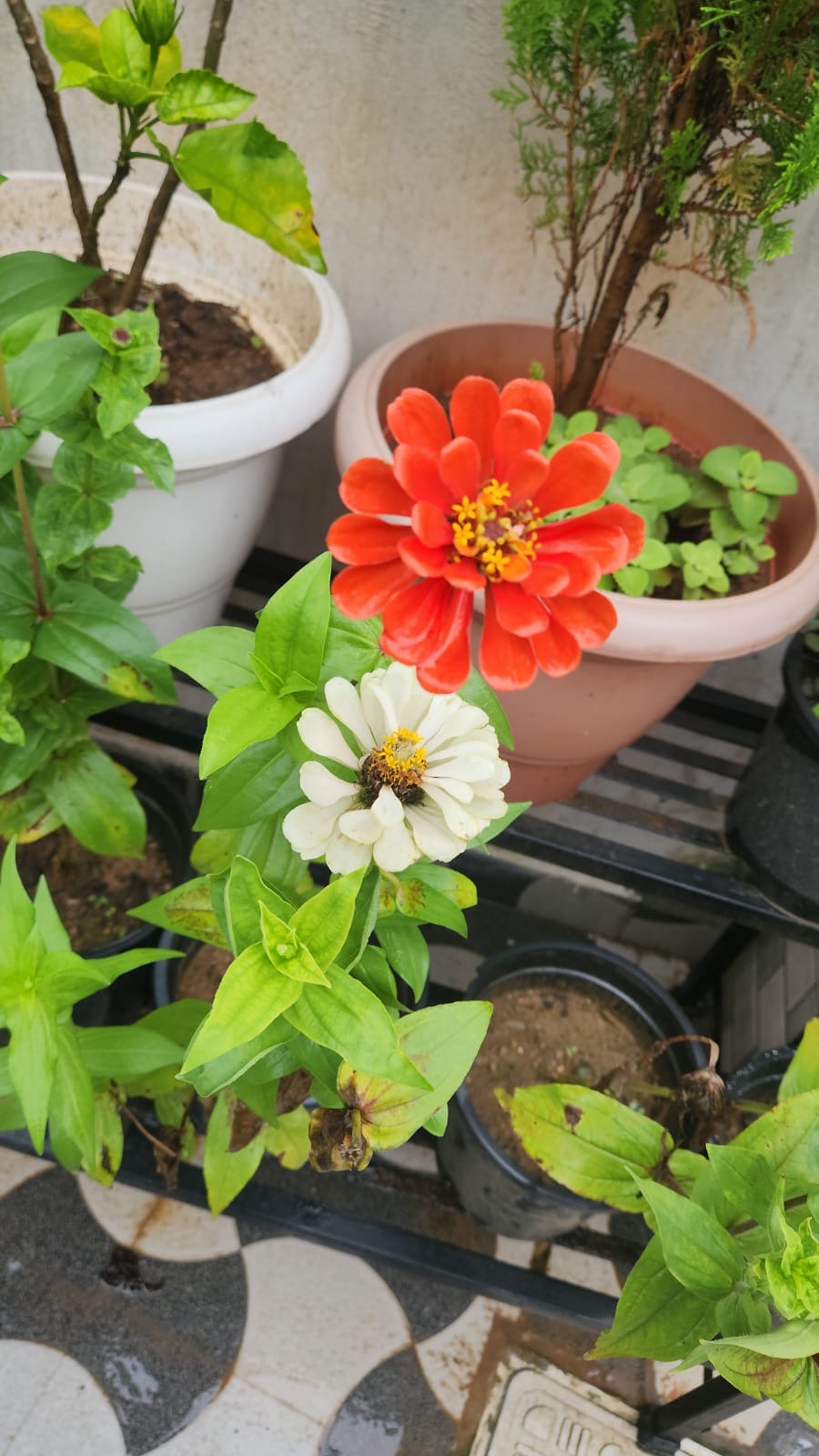 Flowers
