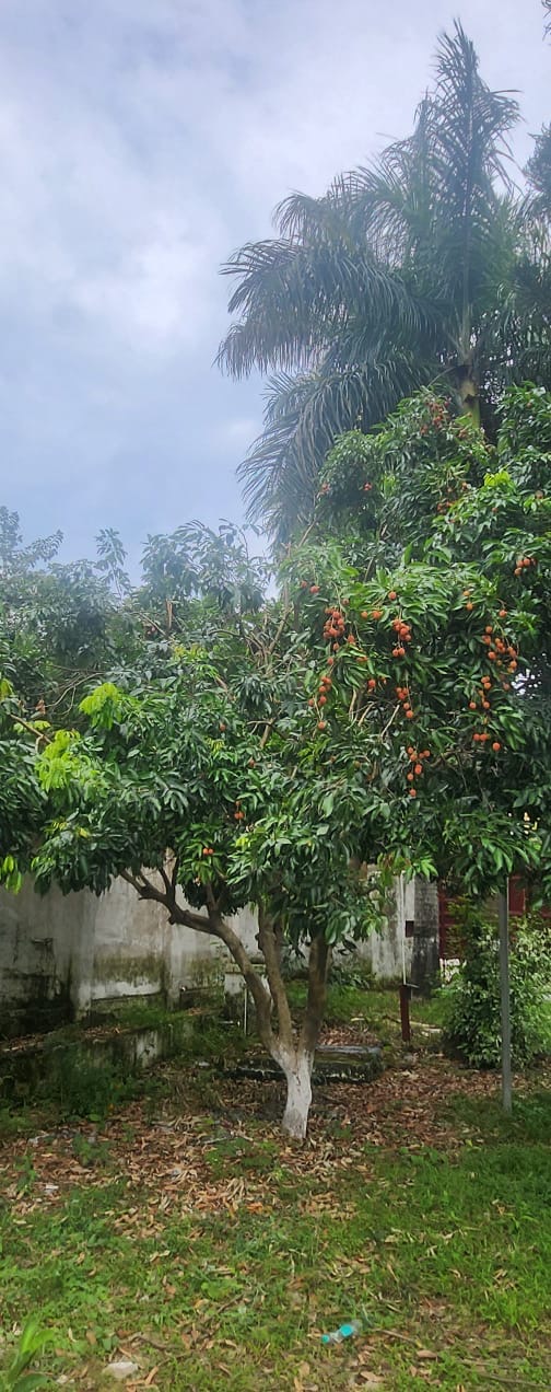 Lychees